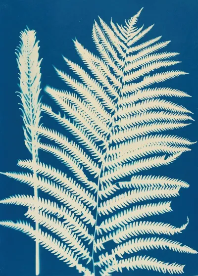 Ferns Of Huntington Long Island Pl 23