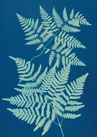 Ferns Of Huntington Long Island Pl 24