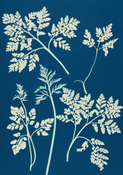 Ferns Of Huntington Long Island Pl 25
