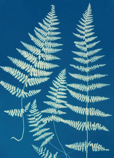Ferns Of Huntington Long Island Pl 26