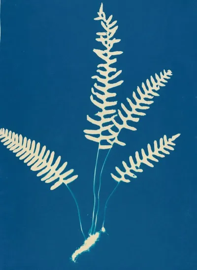 Ferns Of Huntington Long Island Pl 27