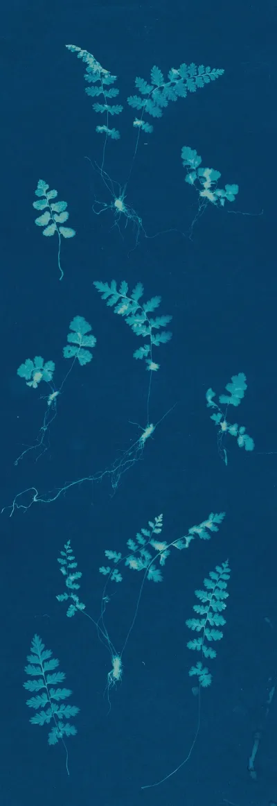 Ferns Of Huntington Long Island Pl 29