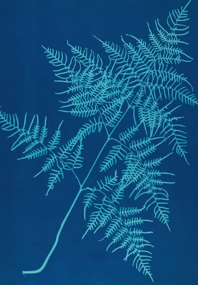 Ferns Of Huntington Long Island Pl 30