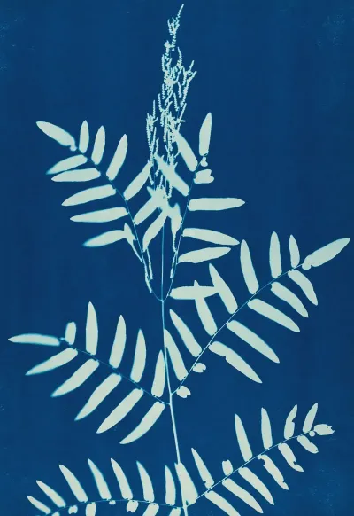 Ferns Of Huntington Long Island Pl 31