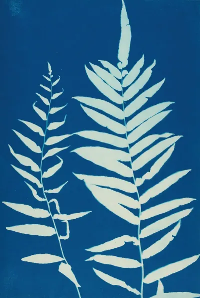 Ferns Of Huntington Long Island Pl 35