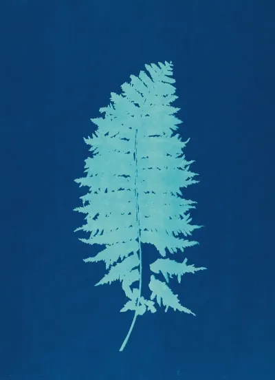Ferns Of Huntington Long Island Pl 37