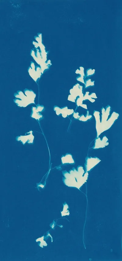 Ferns Of Huntington Long Island Pl 44