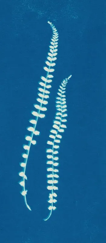 Ferns Of Huntington Long Island Pl 45