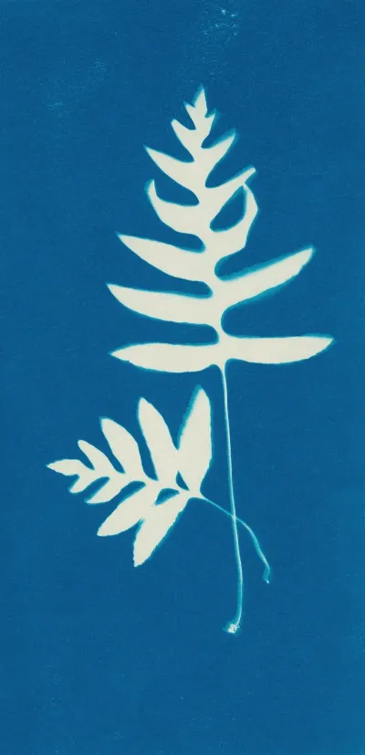Ferns Of Huntington Long Island Pl 46