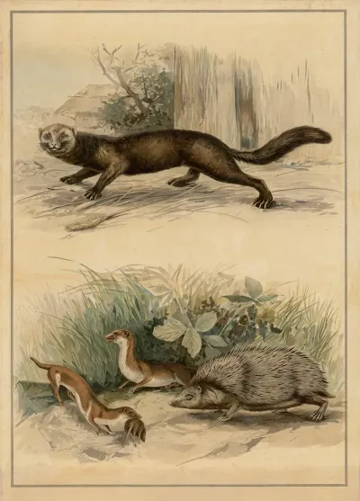 Ferret Weasel And Hedgehog