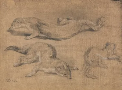 Ferrets