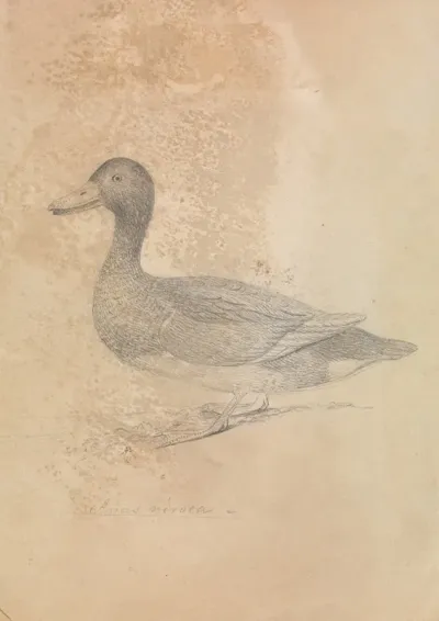 Ferruginous Duck 2