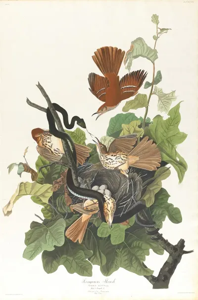 Ferruginous Thrush
