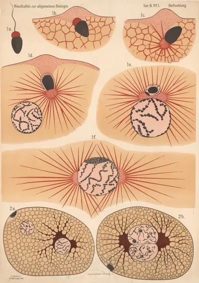 Fertilization 2