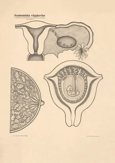 Fertilization And Fetal Development