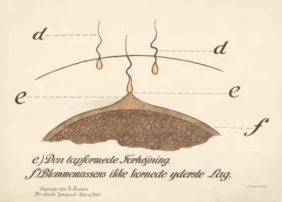 Fertilization