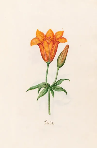 Feuer Lilia Lily