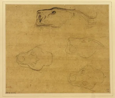 Feuille Detudes De Tetes De Tigres