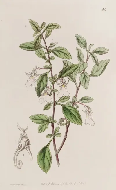 Few Flowered Prong Violet