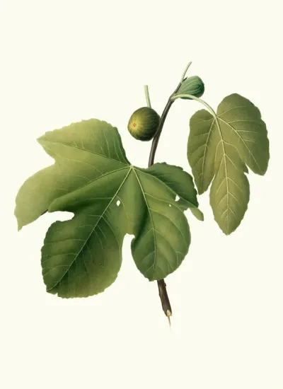 Fico Briansolo Ficus Carica Sativa Briansole Figs