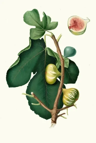 Fico Brogiotto Fig With White Peel Ficus Carica Sativa