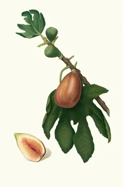 Fico Datto Ficus Carica Sativa Fig