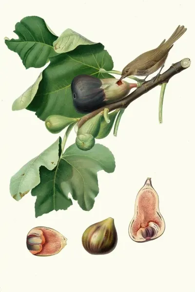 Fico Fetifero O Fico Dellosso Ficus Carica Sativa Fig