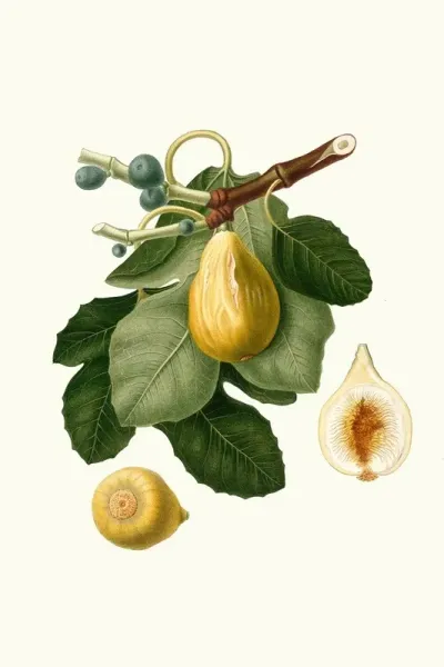 Fico Gentile Ficus Carica Sativa Common Fig