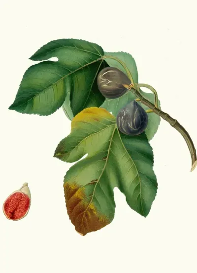 Fico Melograno O S Germano Ficus Carica Sativa Fig