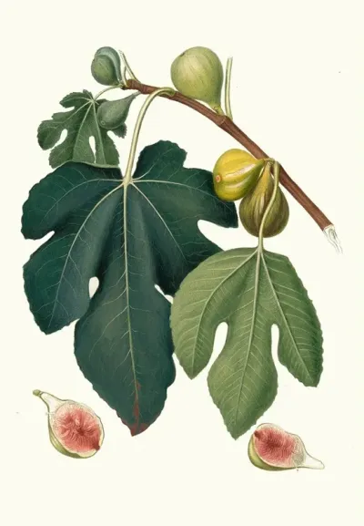 Fico Pissaluto Ficus Carica Sativa Figs
