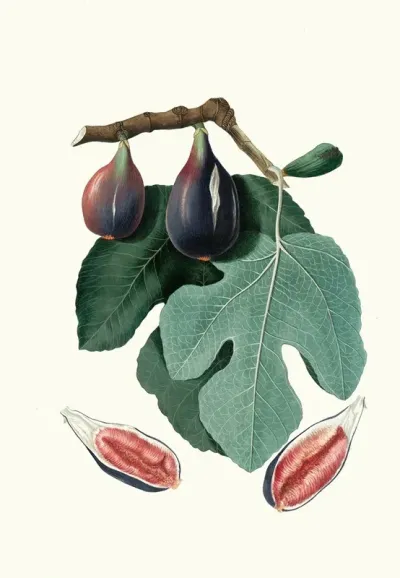Fico S Piero Fico San Piero Figus Carica Fig
