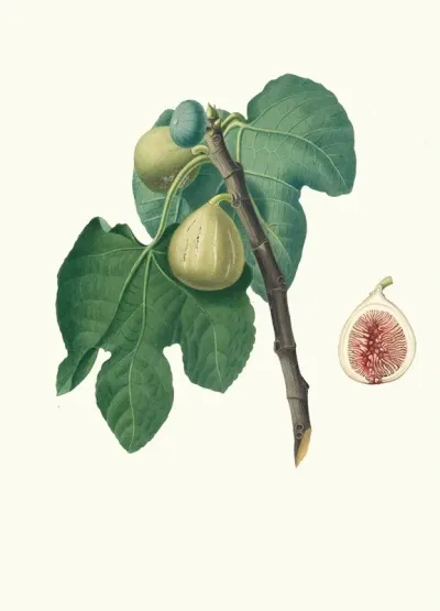 Fico Trojano Fico Troiano Fig