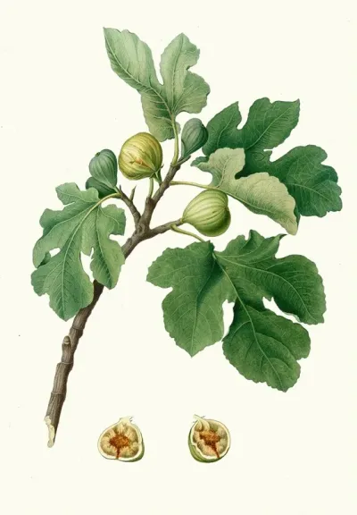 Fico Verdeccio Ficus Carica Fig