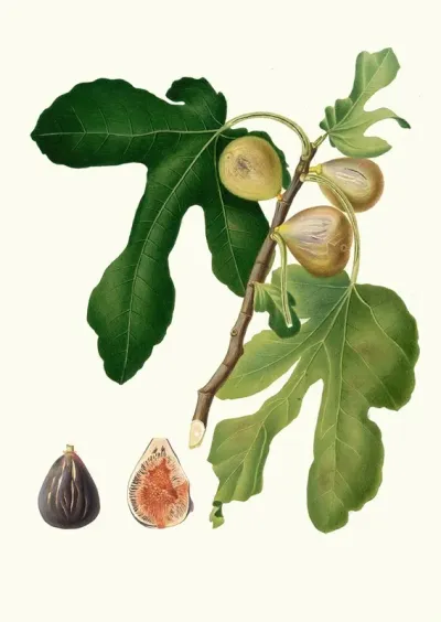 Fico Vezzoso Ficus Carica Sativa Fico Dattero Vol 3