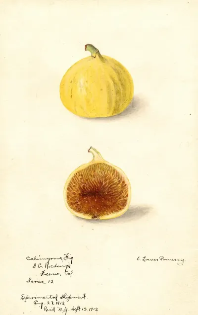 Ficus Calimyrna Fig
