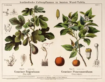 Ficus Carica Citrus Vulgaris Vijg Pomerans