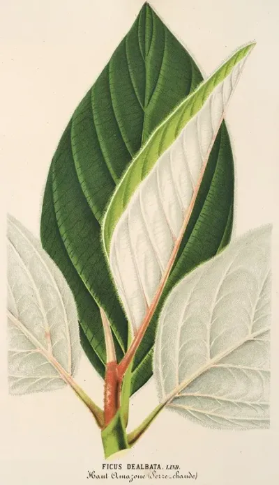 Ficus Dealbata