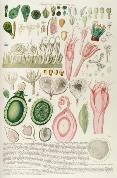 Ficus Iii