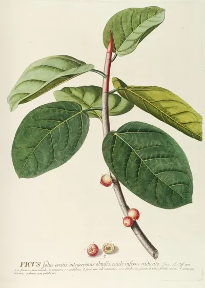 Ficus