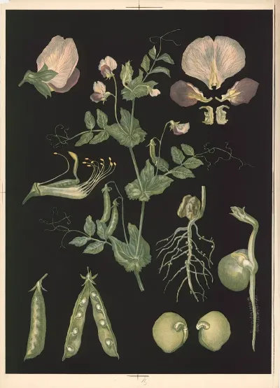 Field Pea