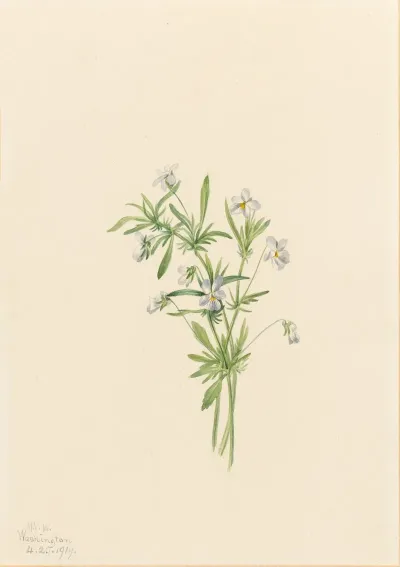 Field Violet Viola Rafinesquii 2
