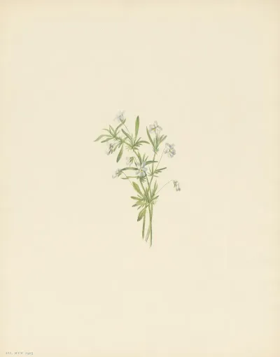 Field Violet Viola Rafinesquii 3
