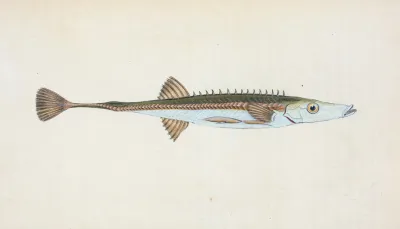 Fifteen Spined Stickleback Gasterosteus Spinachia