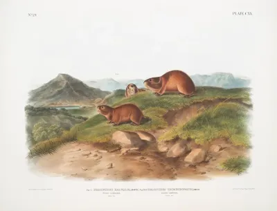 Fig 1 Georychus Helvolus Tawny Lemming Natural Size Fig 2 Georychus Trimucronatus Backs Lemming Natural Size