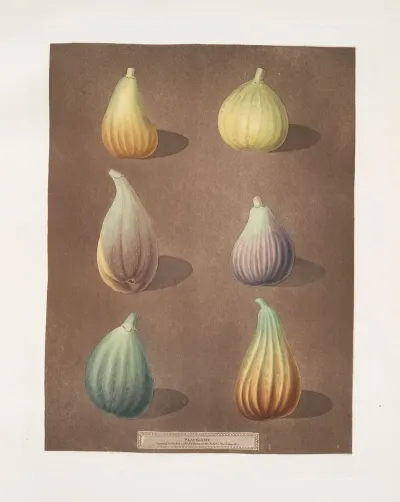 Fig Varities White Hanover White Marseiles Brown Naples Or Italian Purple Green Ischia And The Brunswick