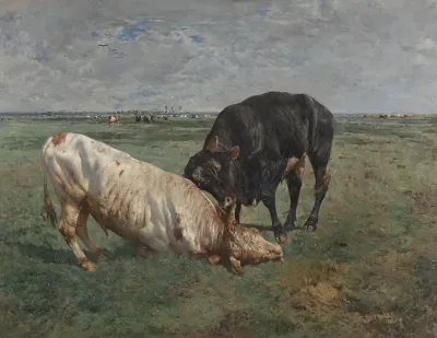 Fight Between Two Young Bulls