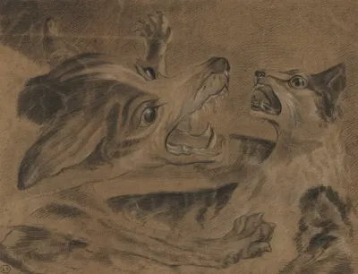 Fighting Animals