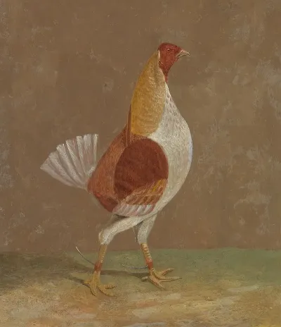 Fighting Cocks A Pale Breasted Fighting Cock Facing Rght