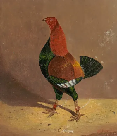 Fighting Cocksa Dark Breasted Fighting Cock Facing Left