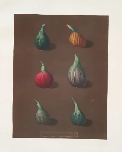 Figs Green Ischia Red Turkey Turkey Brown Malta And The Black Ischia Varities